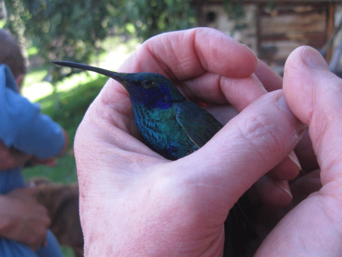 Villa Jardin Colibri Rnt 33633 Guatavita Zimmer foto